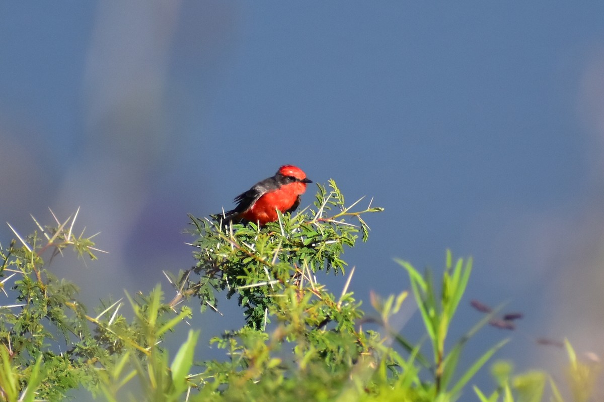 Vermilion Flycatcher - ML608291293