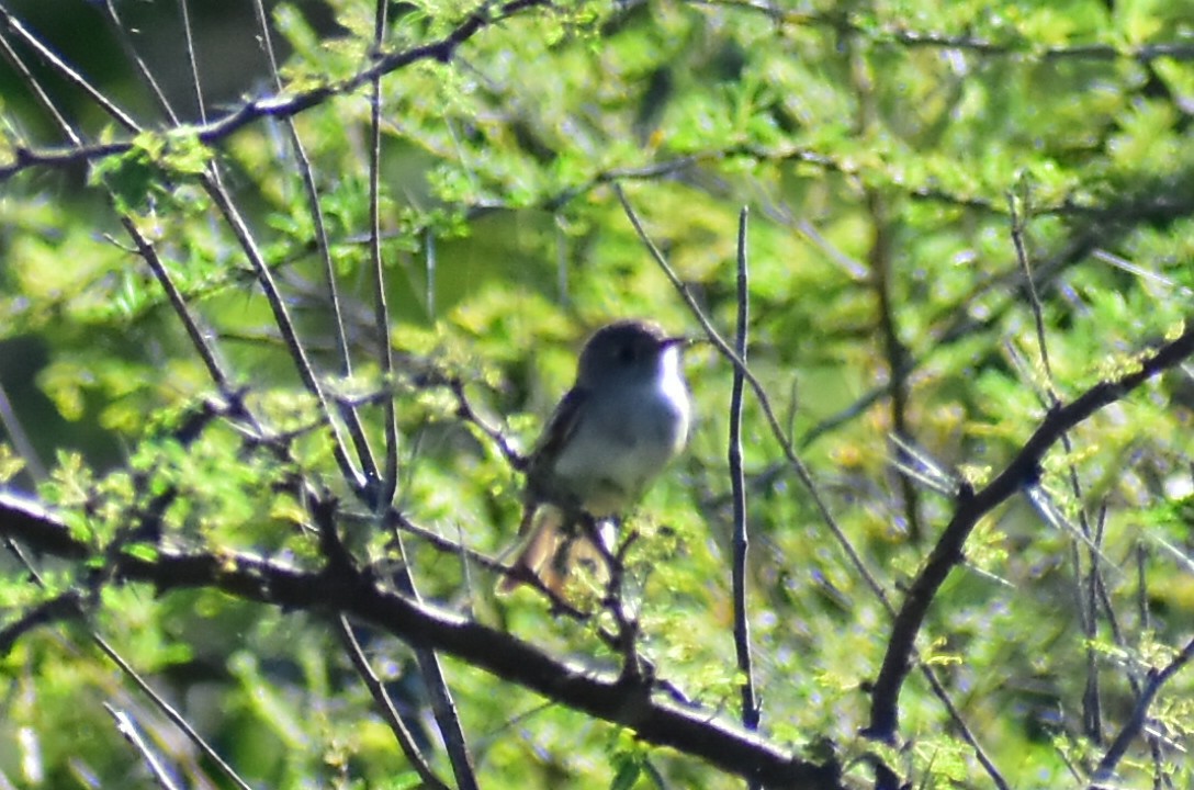 Empidonax sp. - ML608291297
