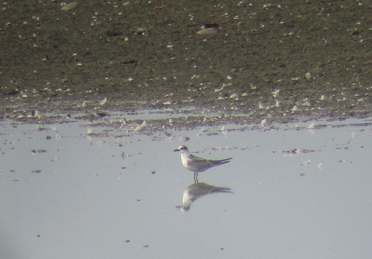 Whiskered Tern - ML608291302