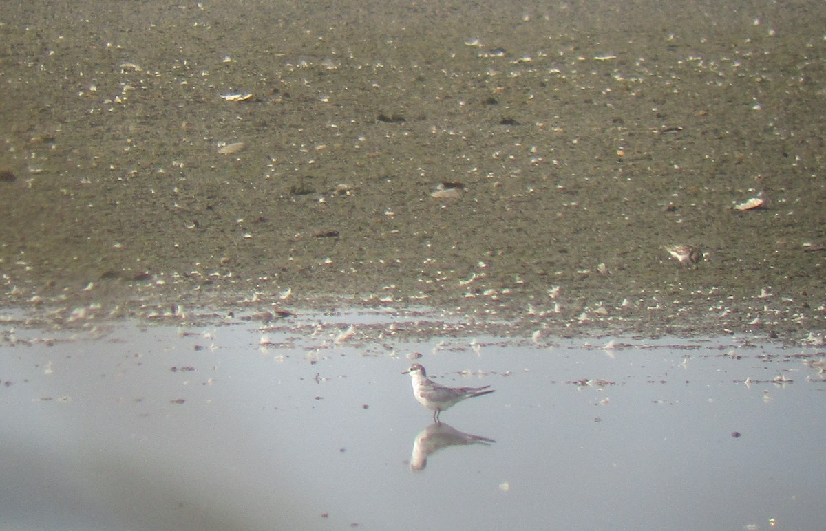 Whiskered Tern - ML608291303