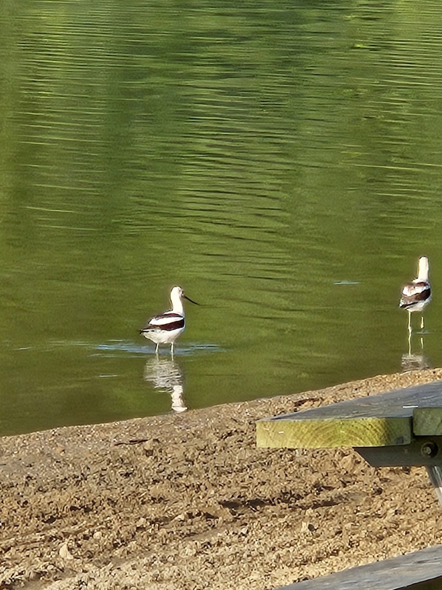 Avoceta Americana - ML608291304