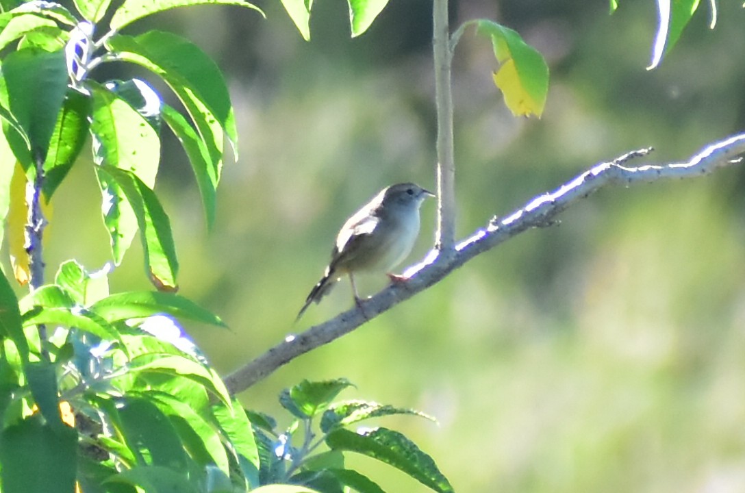 Botteri's Sparrow - ML608291305