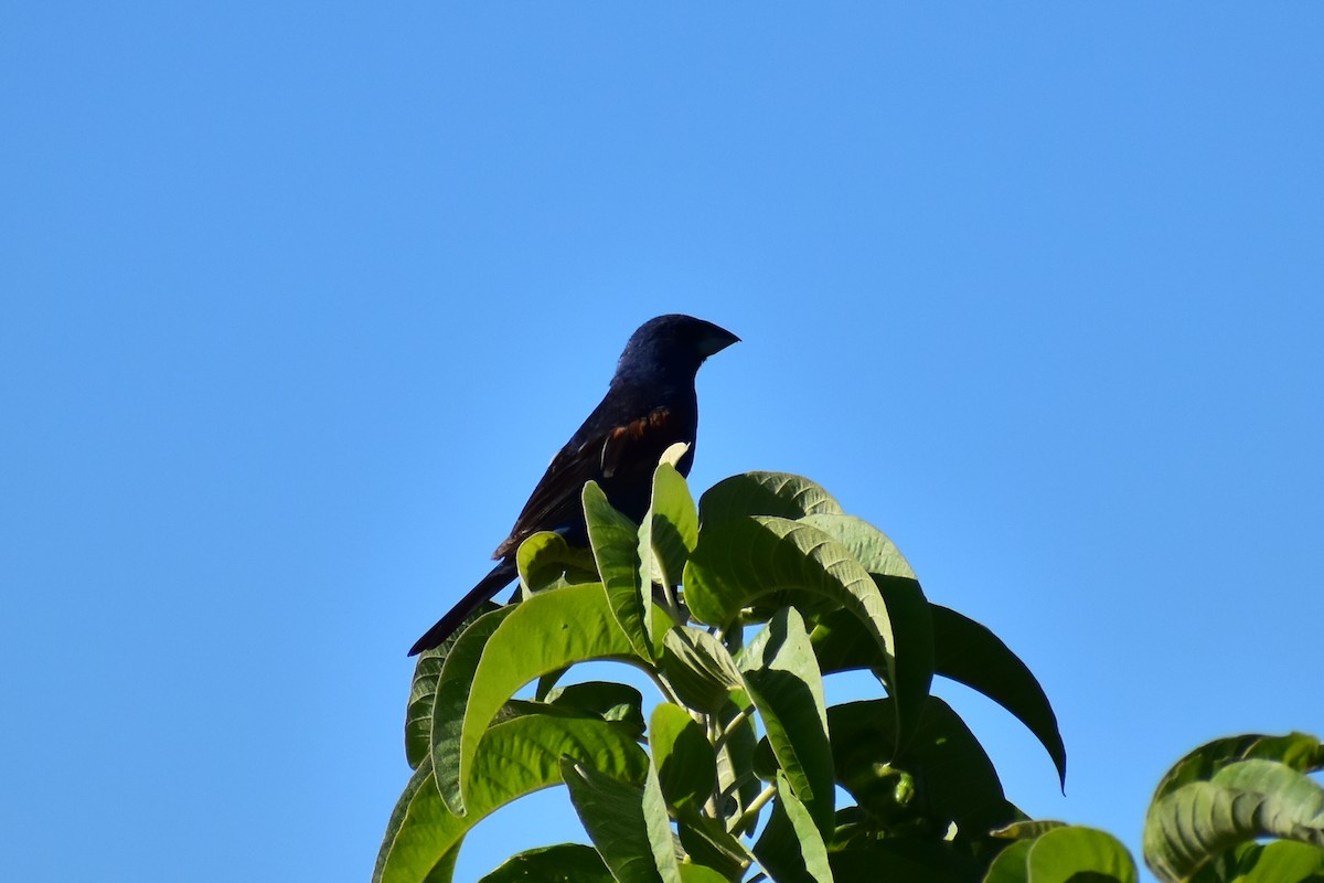 Blue Grosbeak - ML608291308