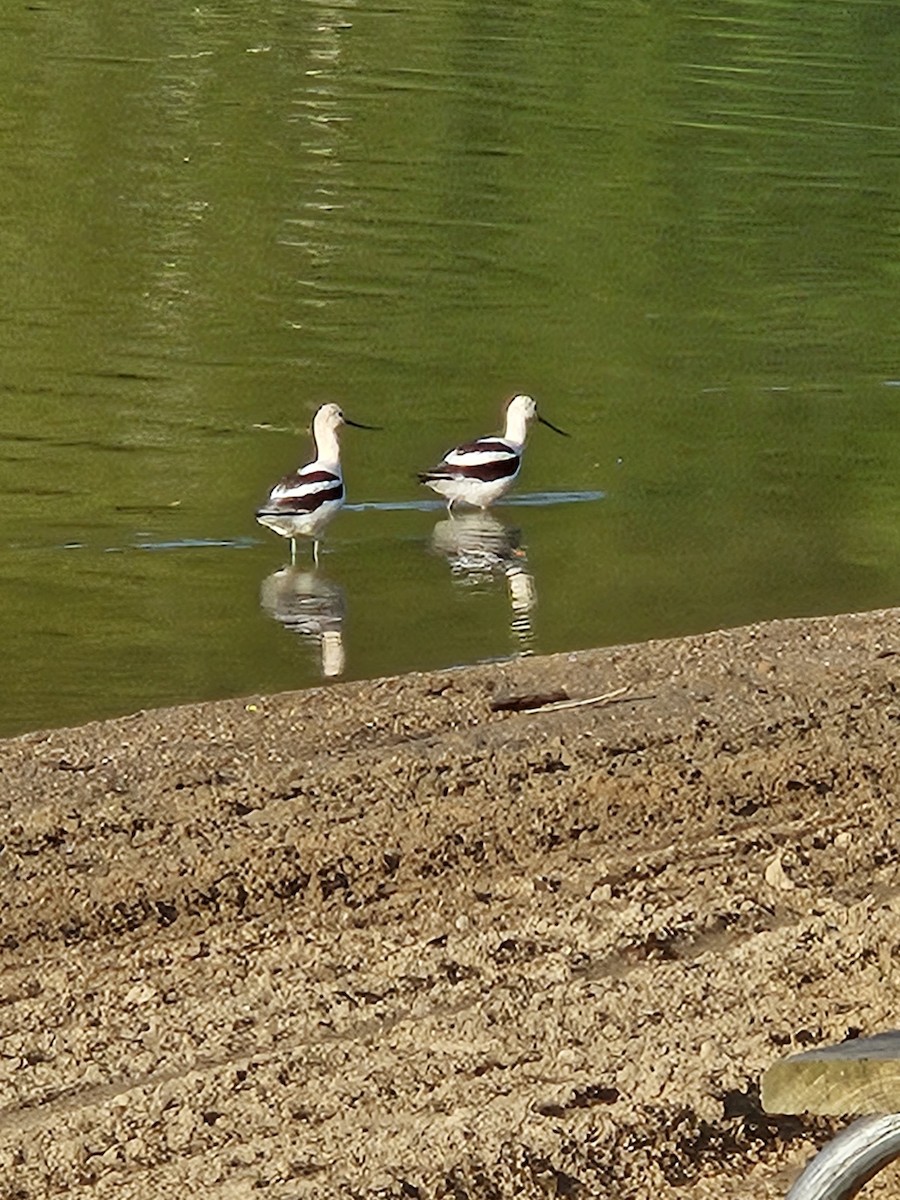 Avoceta Americana - ML608291310