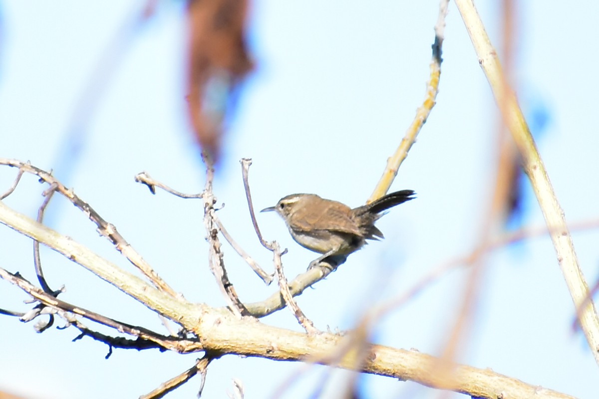 Bewick's Wren - ML608291317