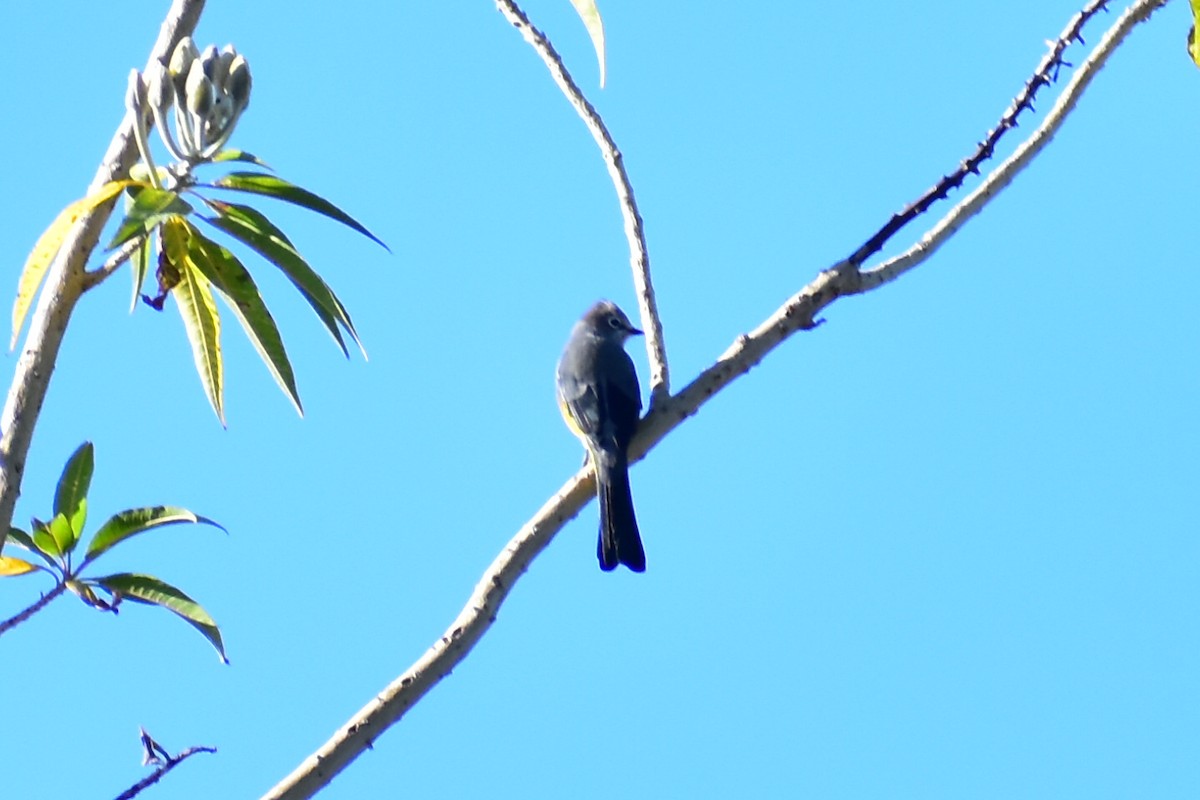 Gray Silky-flycatcher - ML608291321