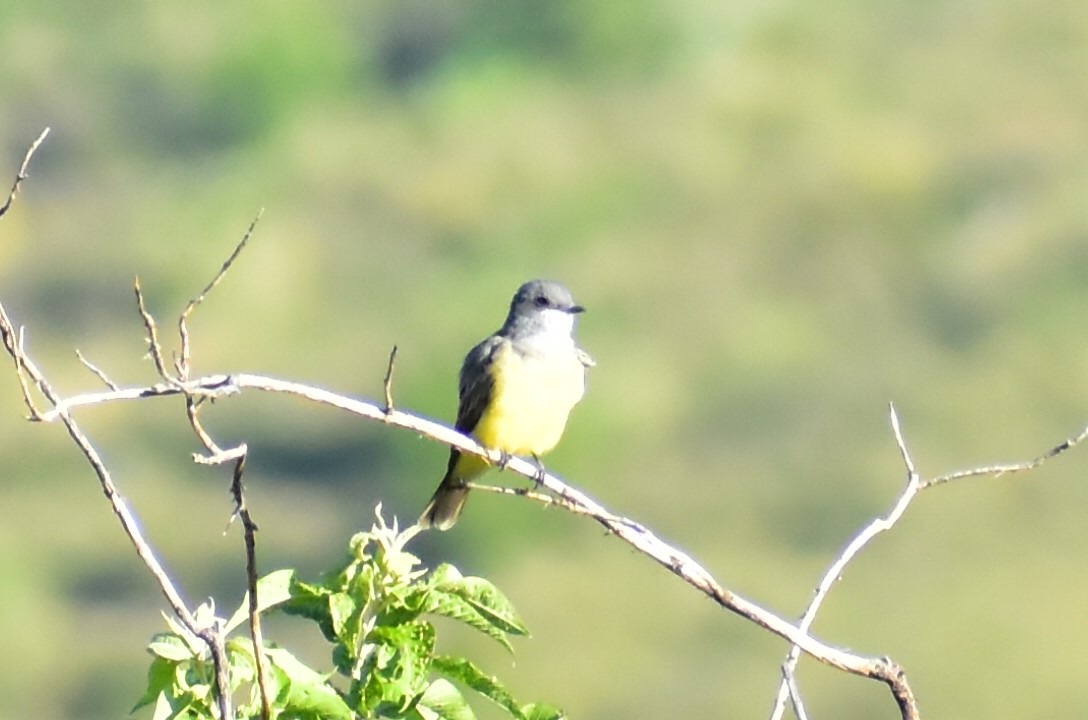Cassin's Kingbird - ML608291324