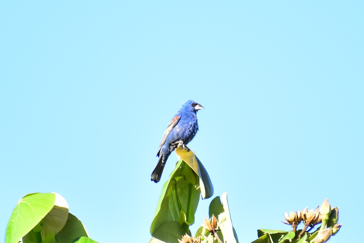Blue Grosbeak - ML608291325