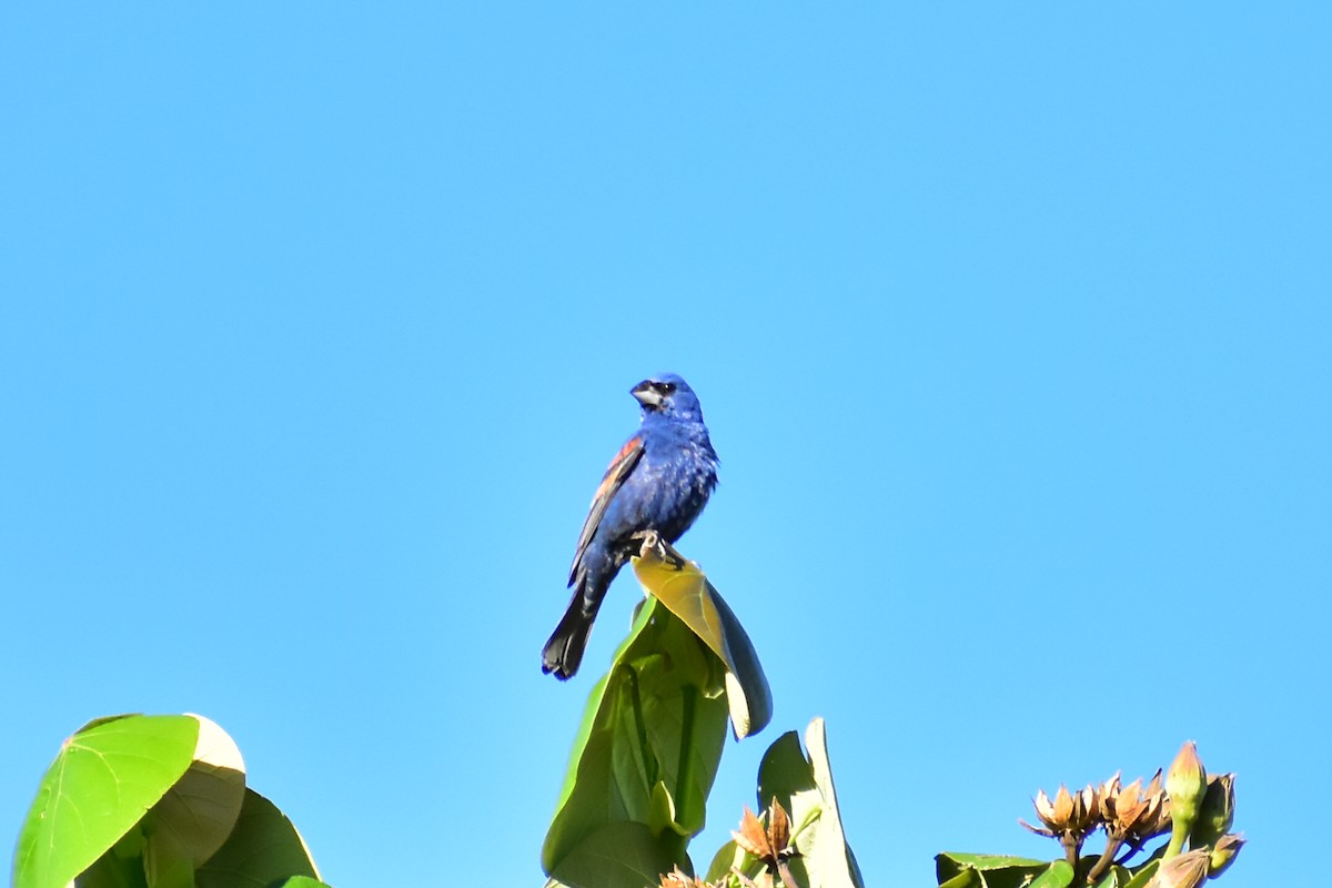 Blue Grosbeak - ML608291329