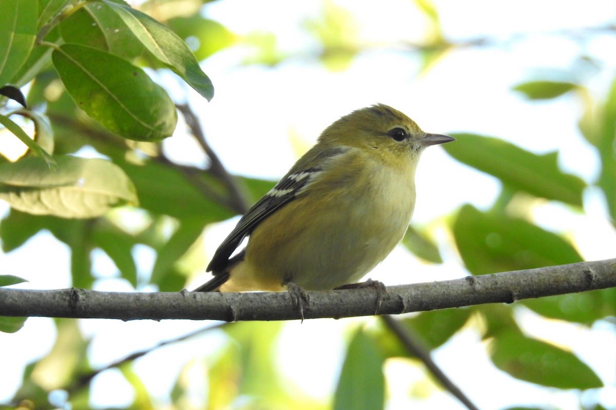 Bay-breasted Warbler - ML608291330