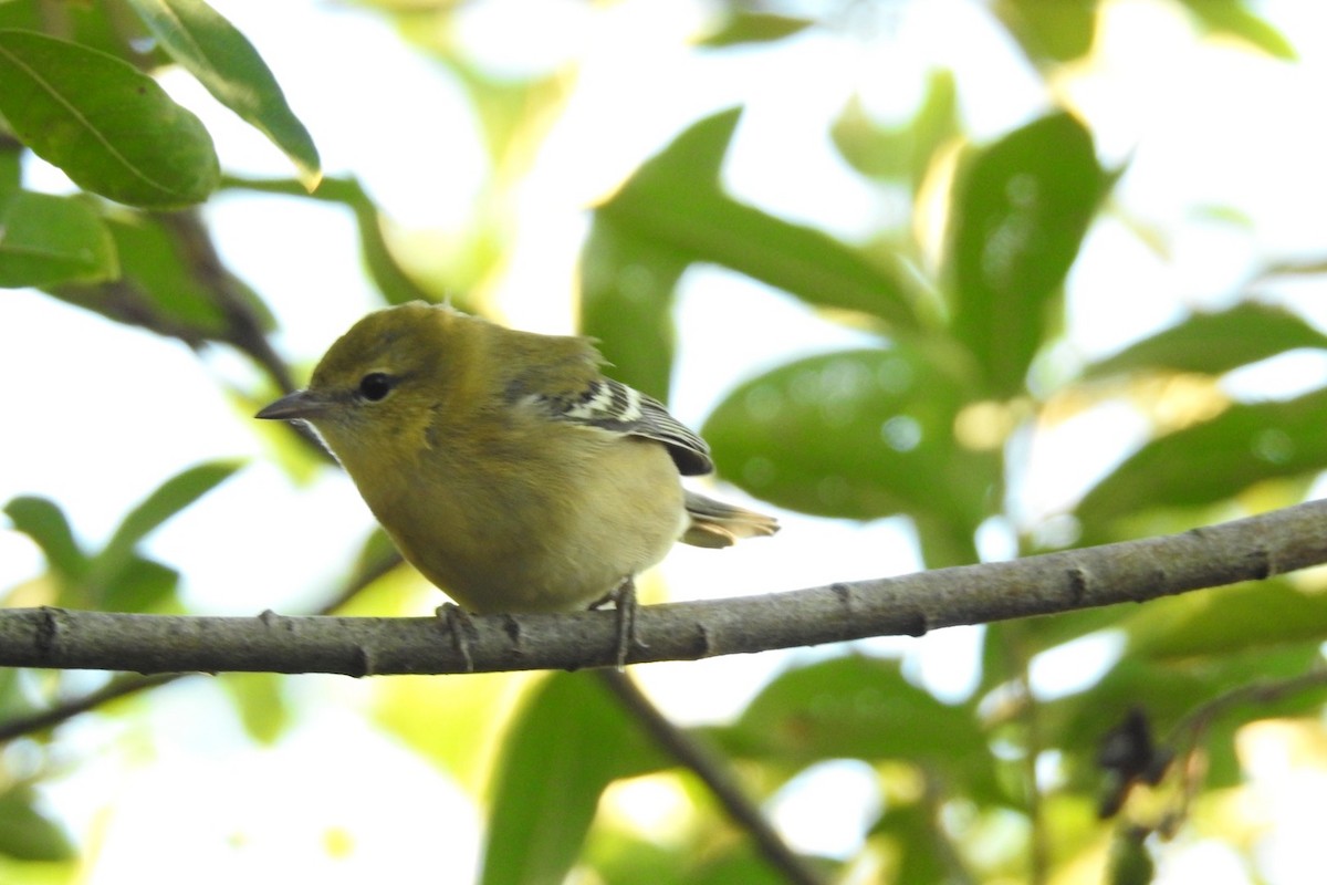 Bay-breasted Warbler - ML608291332