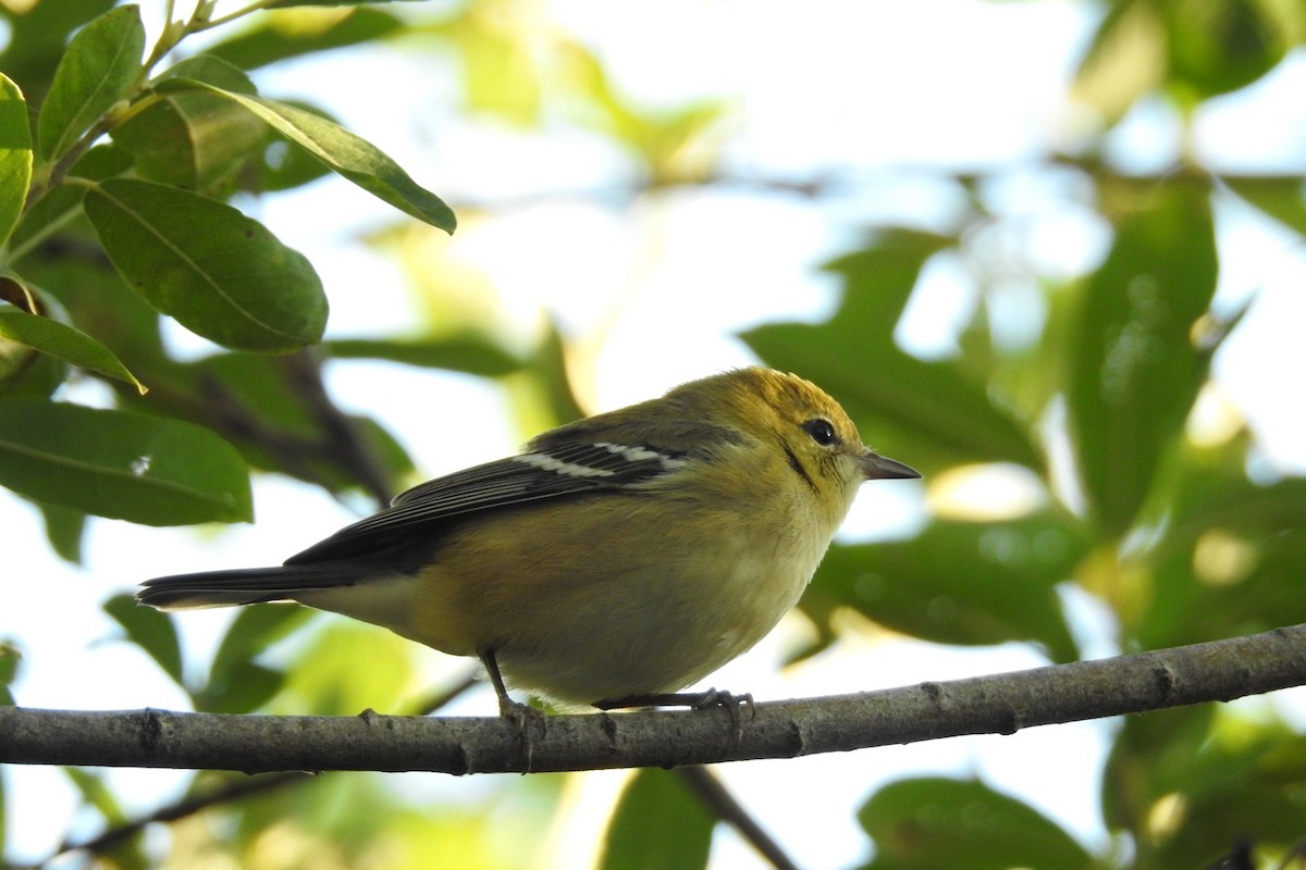 Bay-breasted Warbler - ML608291333