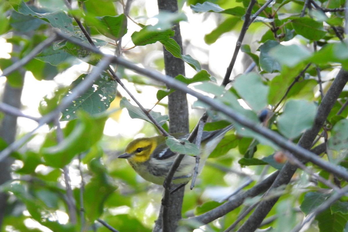 Black-throated Green Warbler - ML608291340