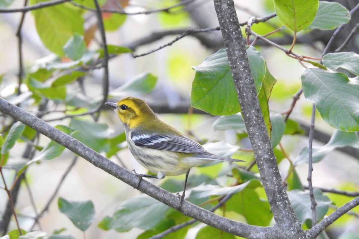 Black-throated Green Warbler - ML608291341