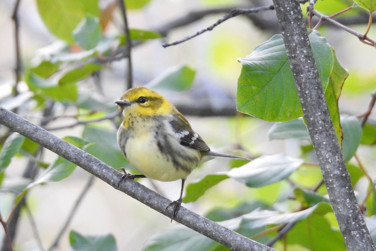 Black-throated Green Warbler - ML608291342