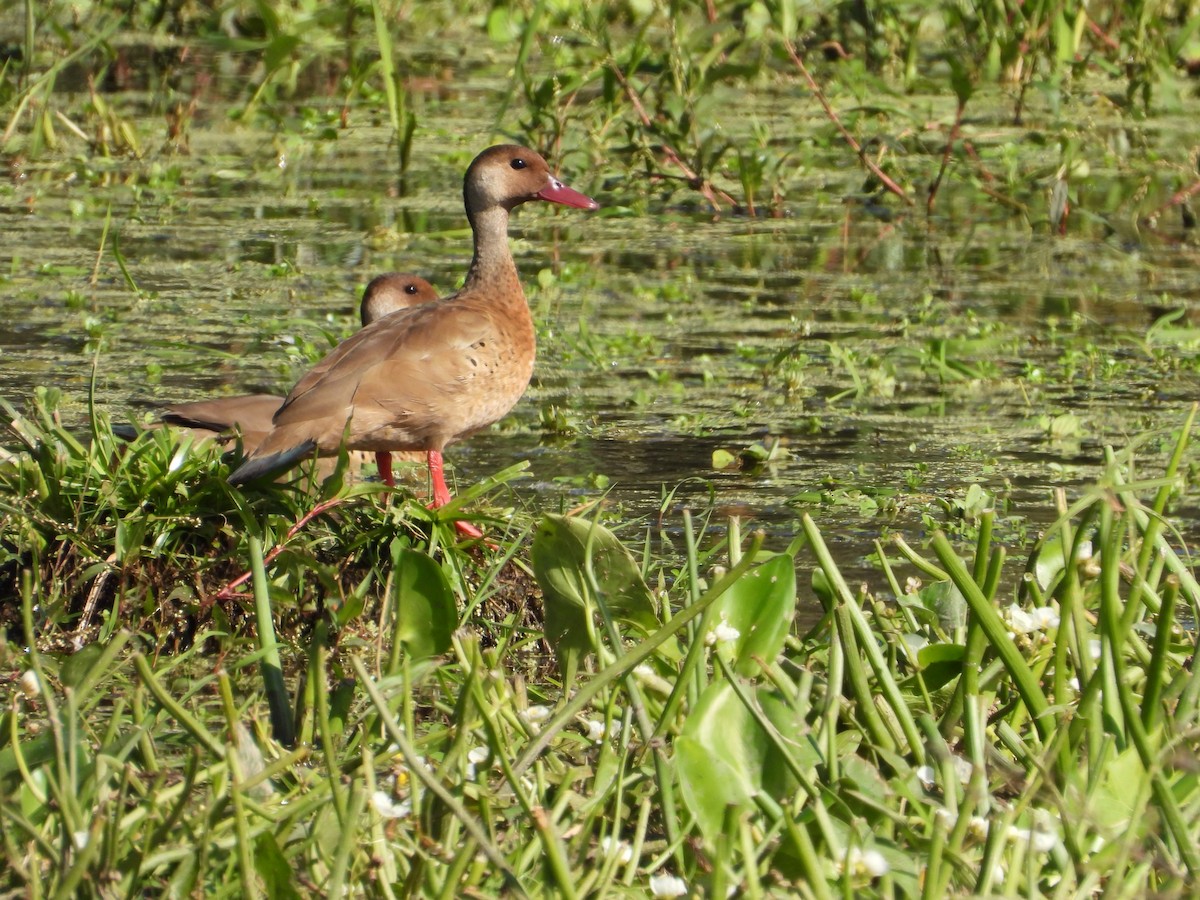 Brazilian Teal - Más Aves