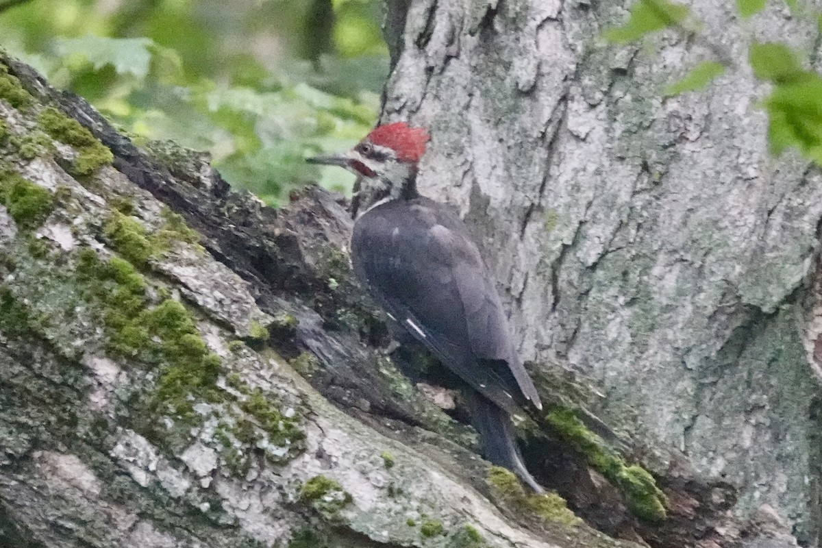 Pileated Woodpecker - ML608291399