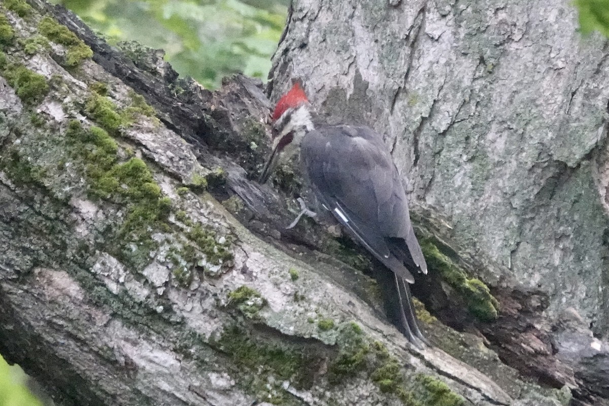 Pileated Woodpecker - ML608291400