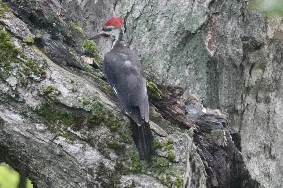 Pileated Woodpecker - ML608291401