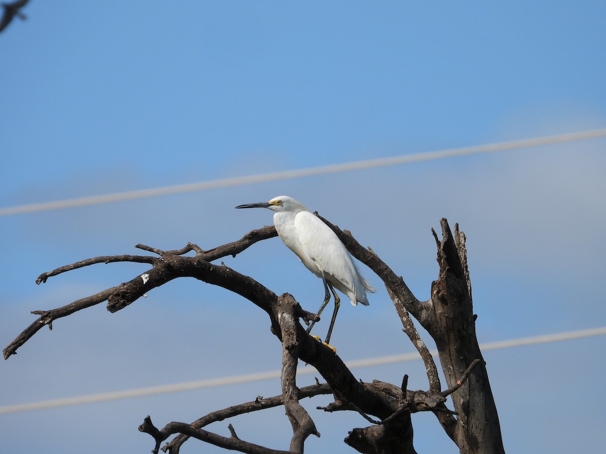 Snowy Egret - Más Aves