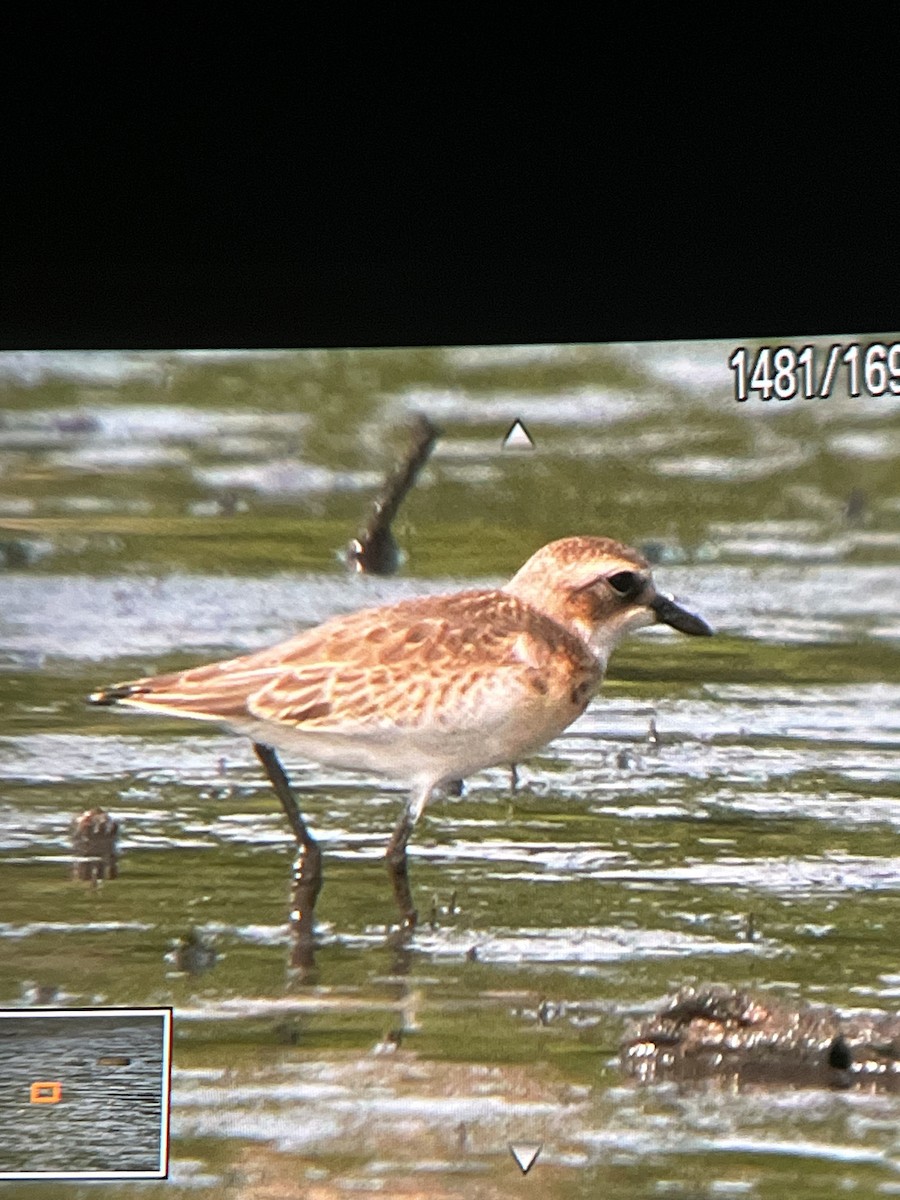 חופמי חוף - ML608291515