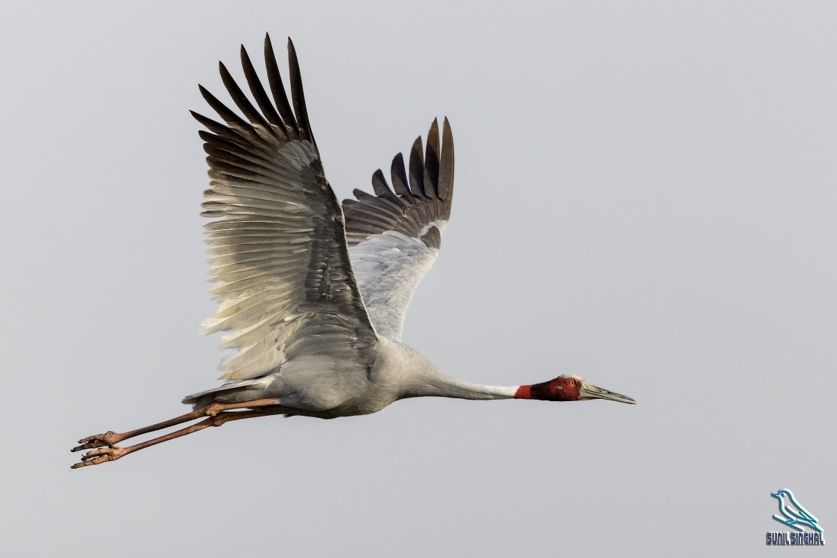 Sarus Crane - ML608291560