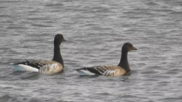 Brant (Atlantic) - ML608291595