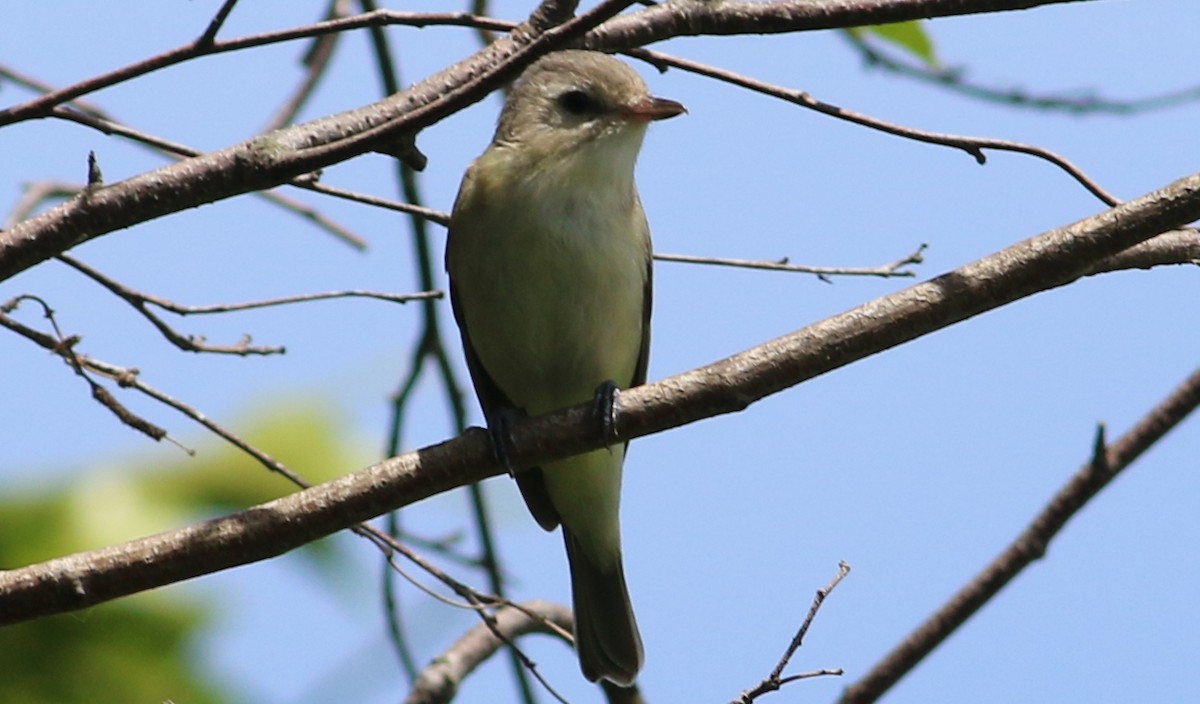 Ötücü Vireo - ML60829191