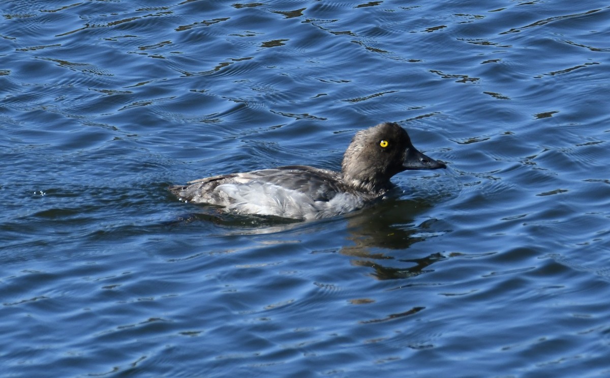 Common Goldeneye - ML608291944