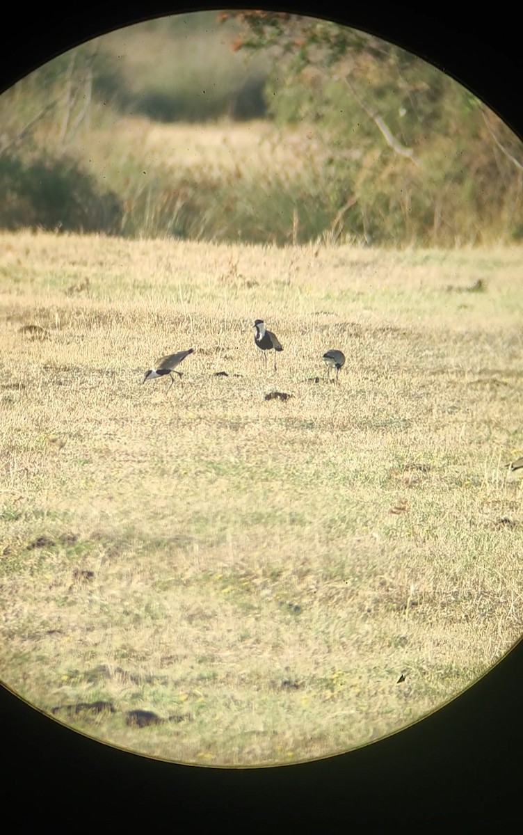 Spur-winged Lapwing - ML608292003