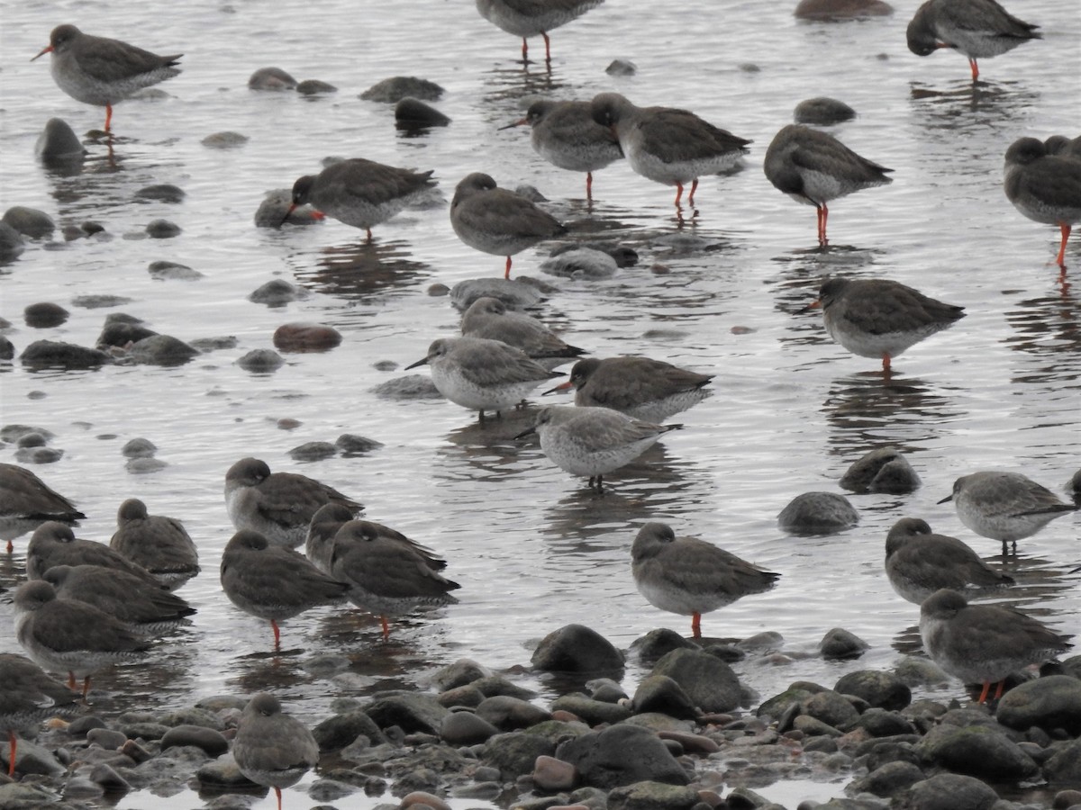 Red Knot - ML608292004