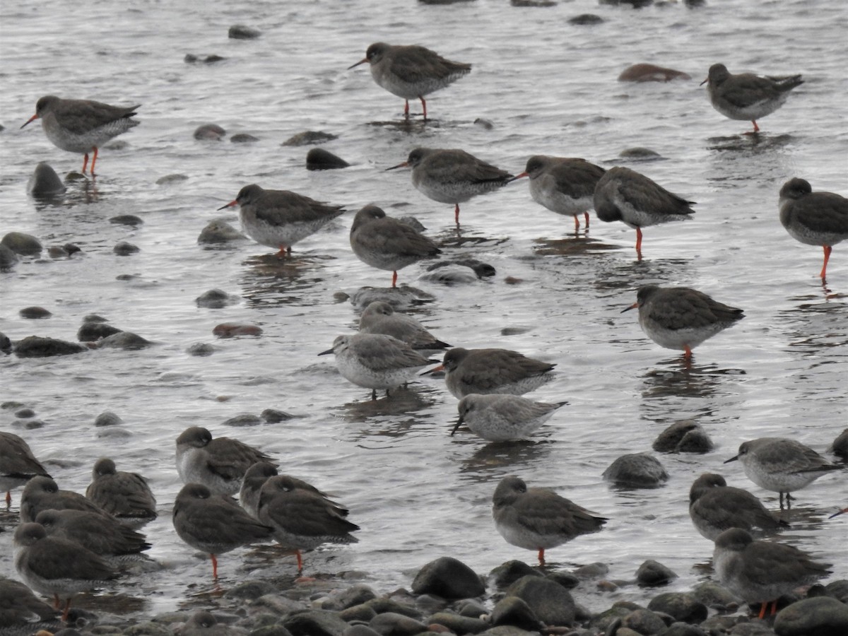 Red Knot - ML608292005