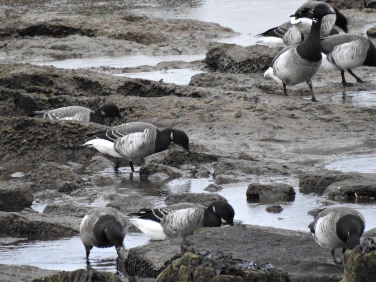 Brant (Atlantic) - ML608292007