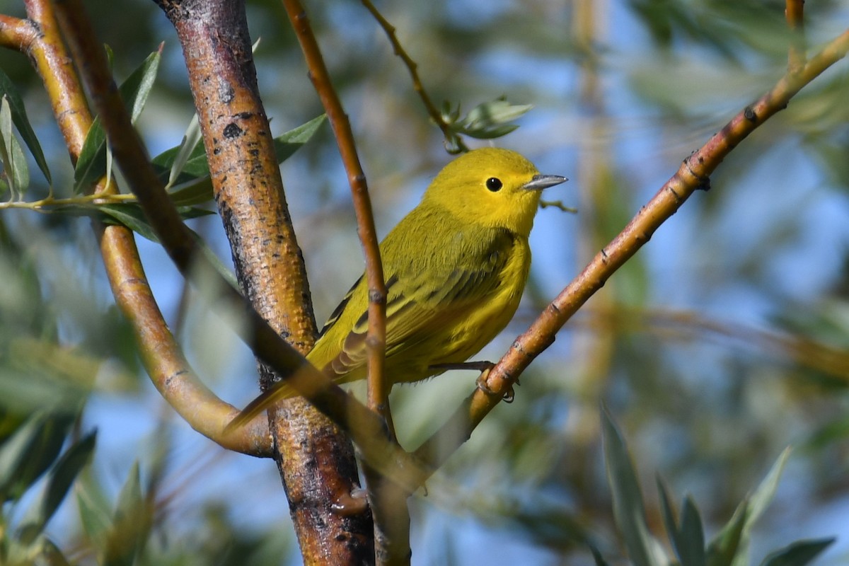 Yellow Warbler - ML608292023