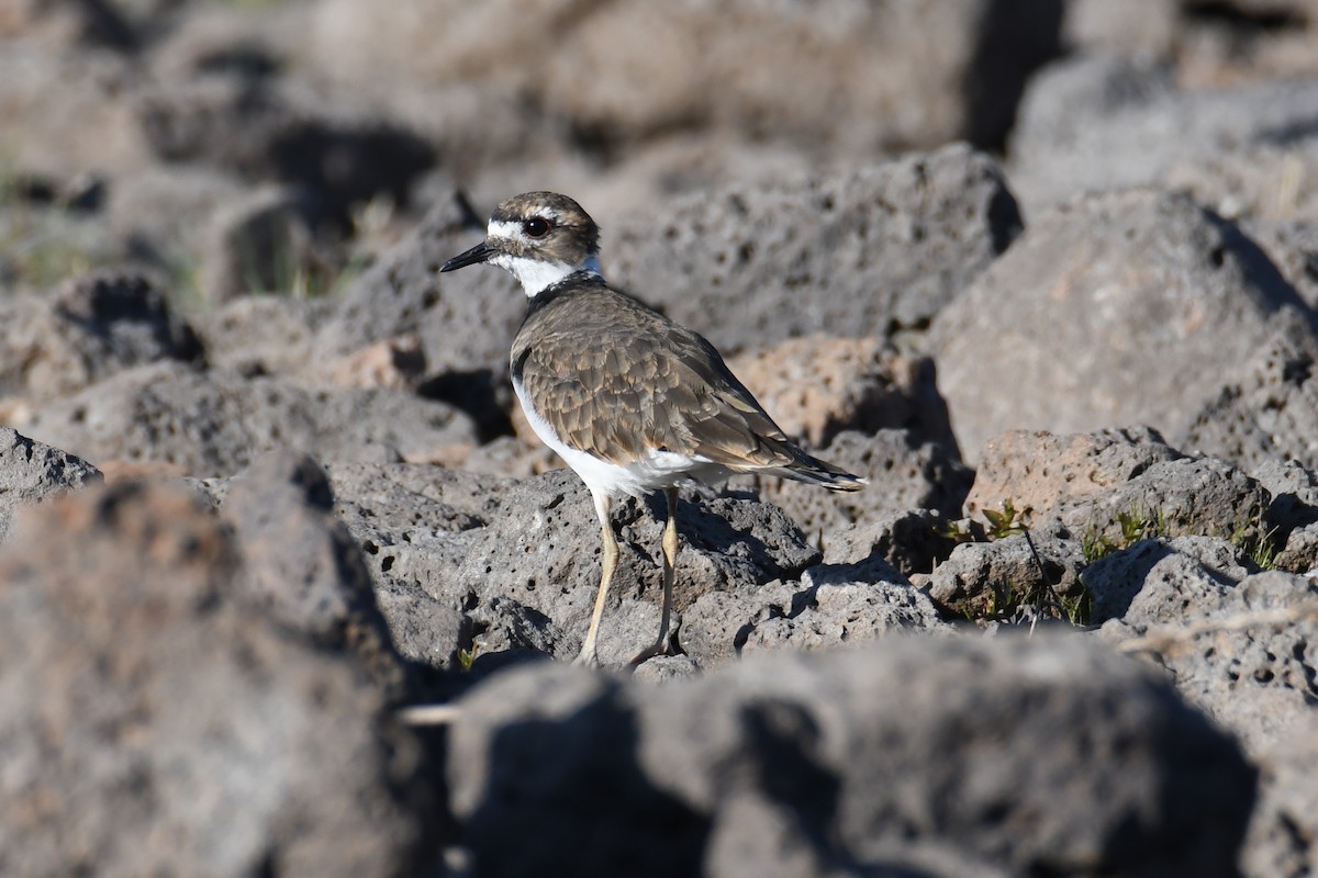 Killdeer - ML608292143