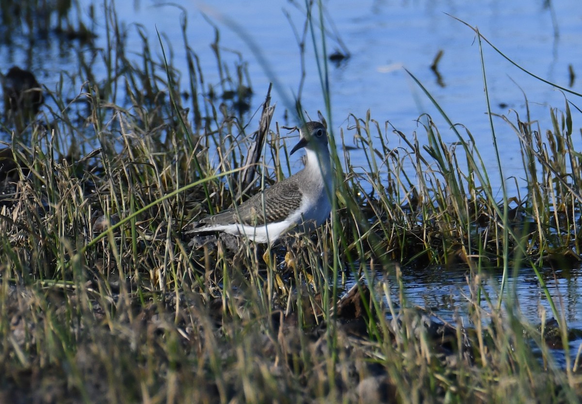 Spotted Sandpiper - ML608292147