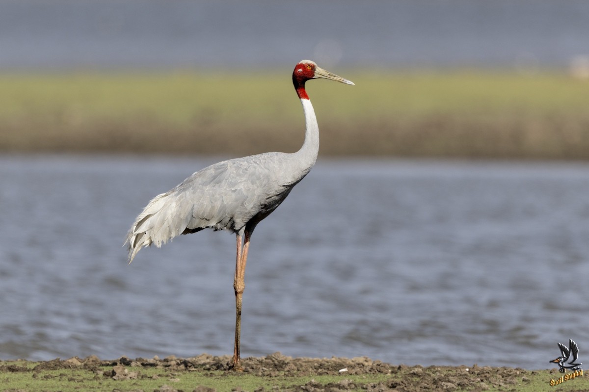 Sarus Crane - ML608292194