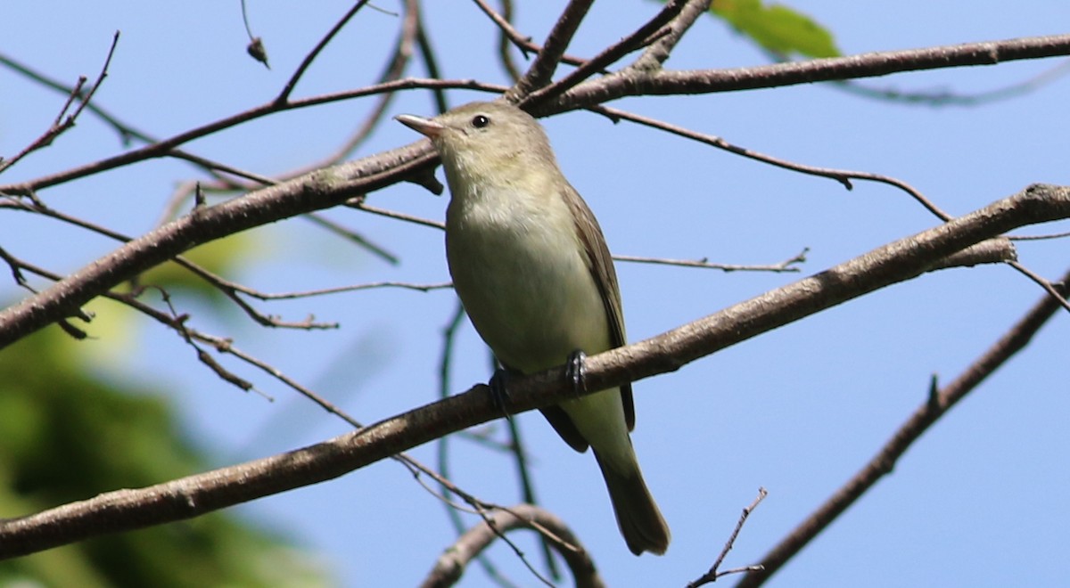 Warbling Vireo - ML60829221