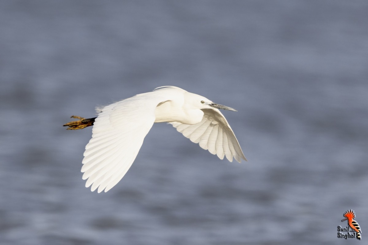 Little Egret - Sunil Singhal