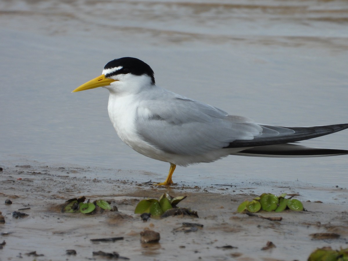 Yellow-billed Tern - Más Aves