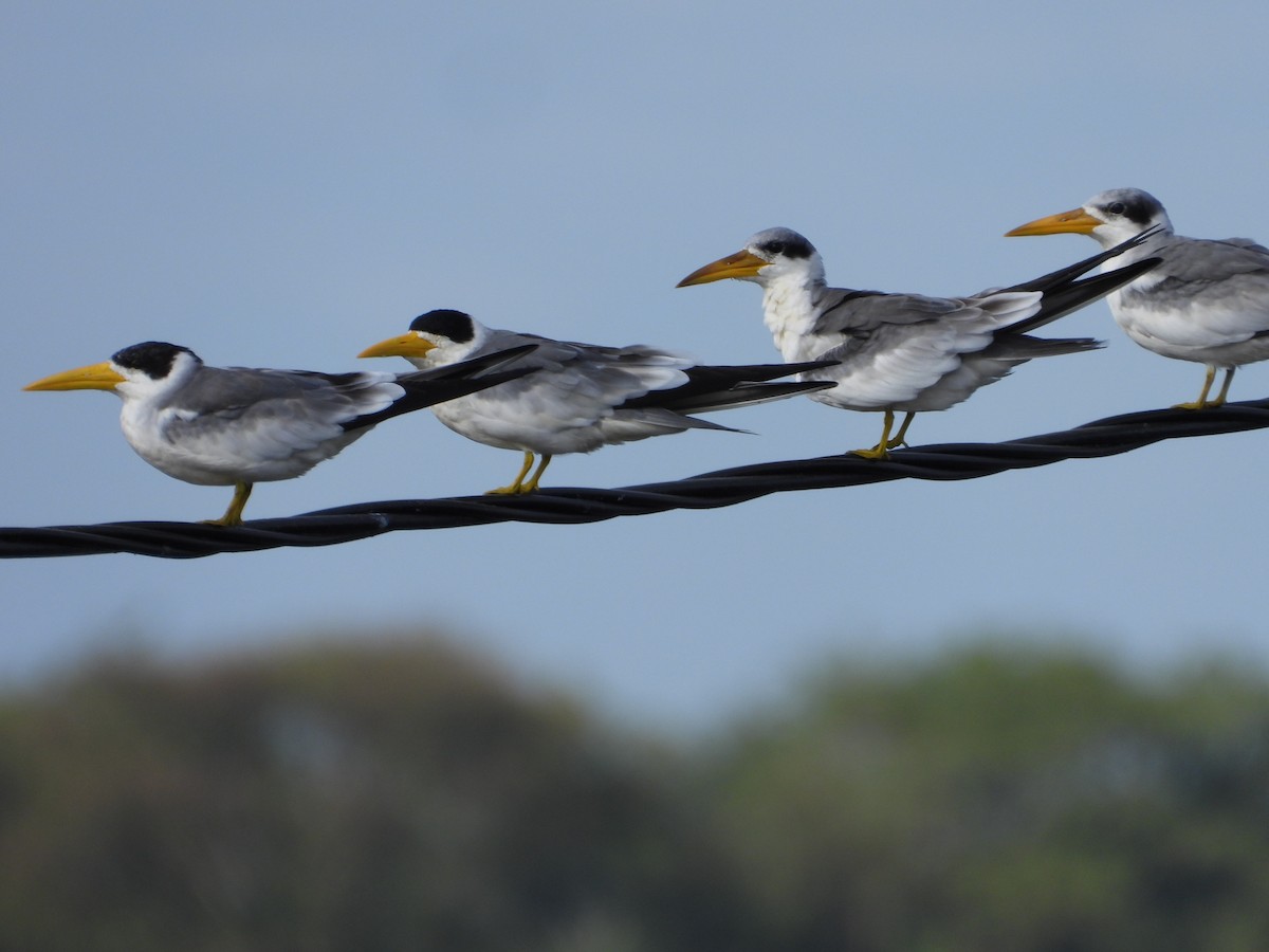 Large-billed Tern - ML608292381