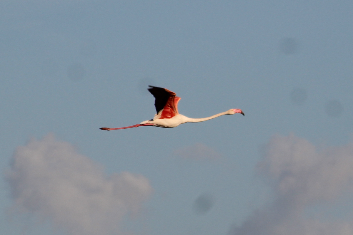 Greater Flamingo - ML608292398