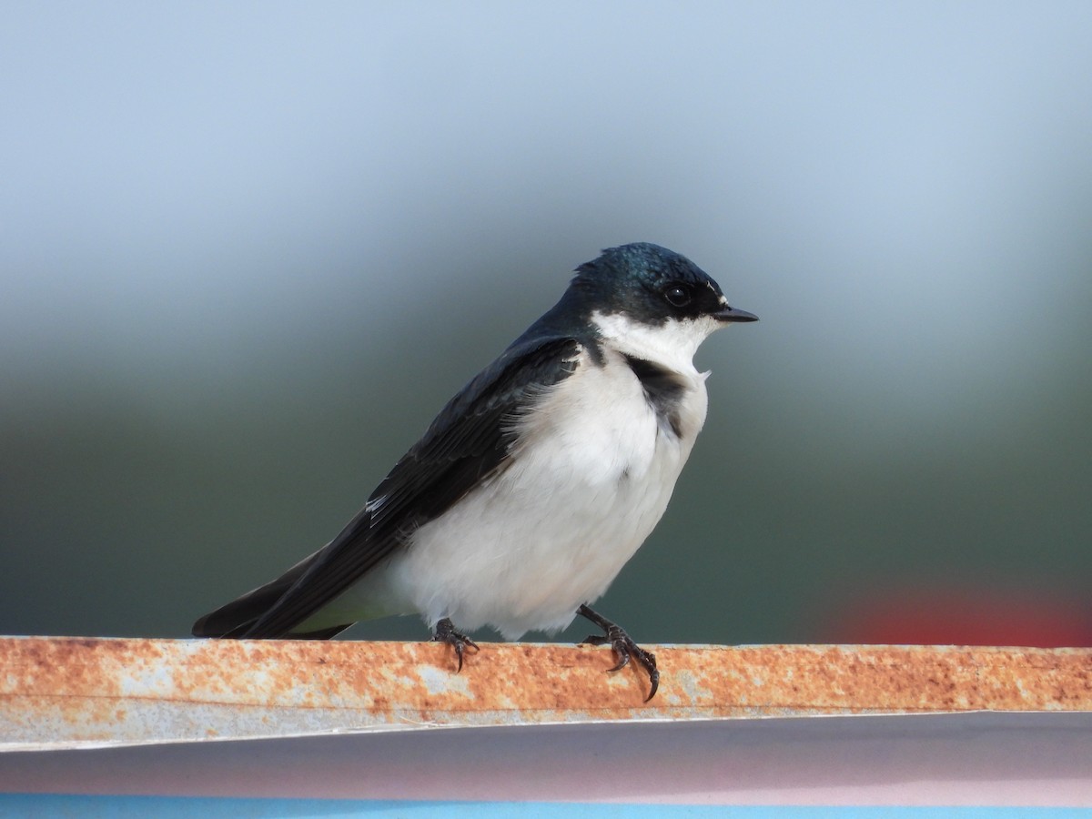 White-rumped Swallow - ML608292401