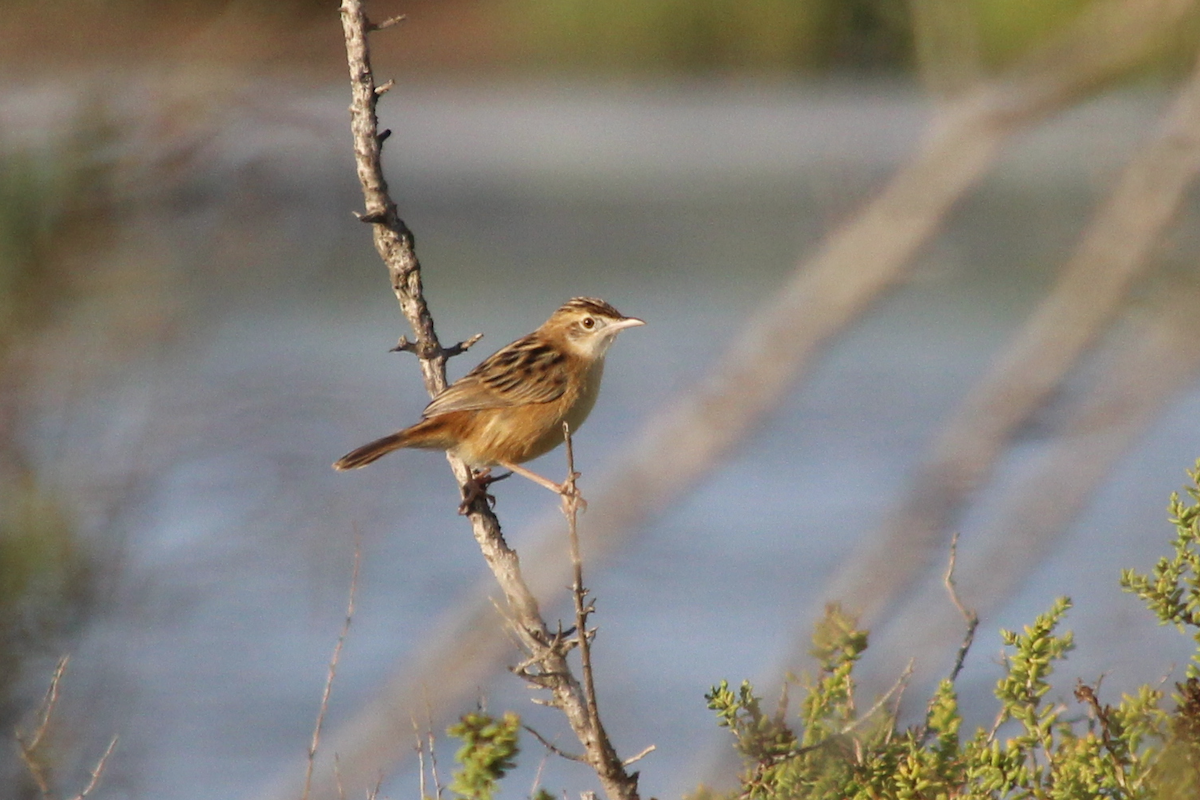 Zitting Cisticola - ML608292402