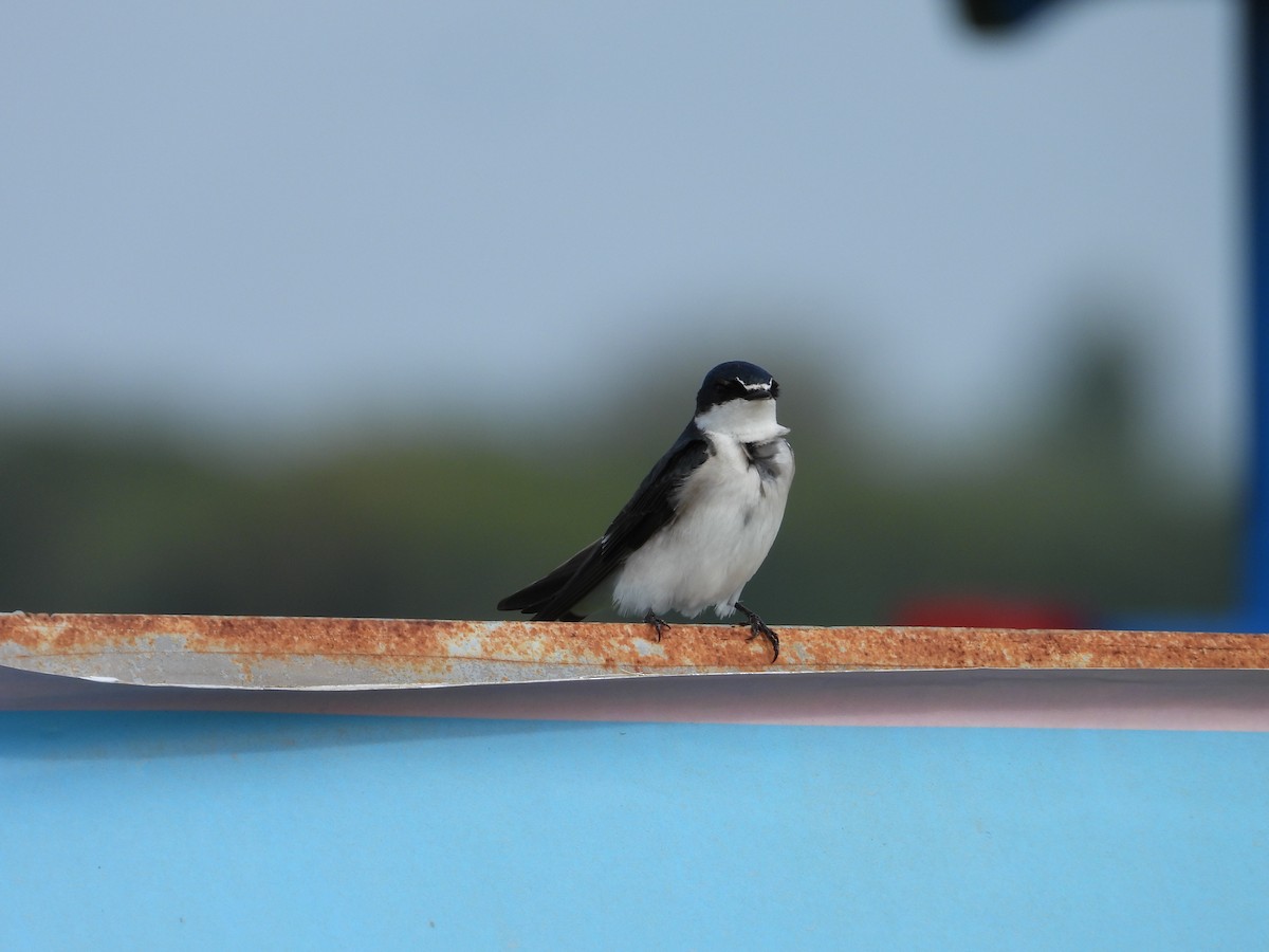 White-rumped Swallow - ML608292404