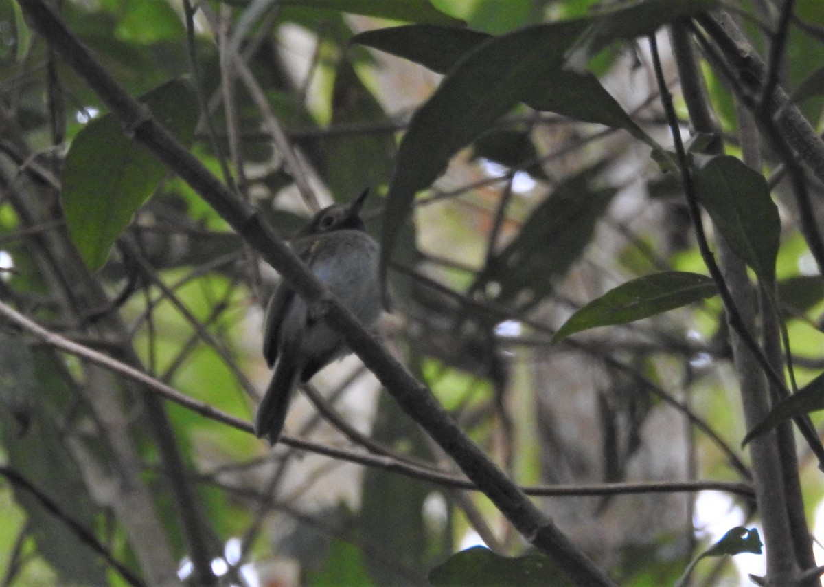 Black-throated Tody-Tyrant - ML608292505