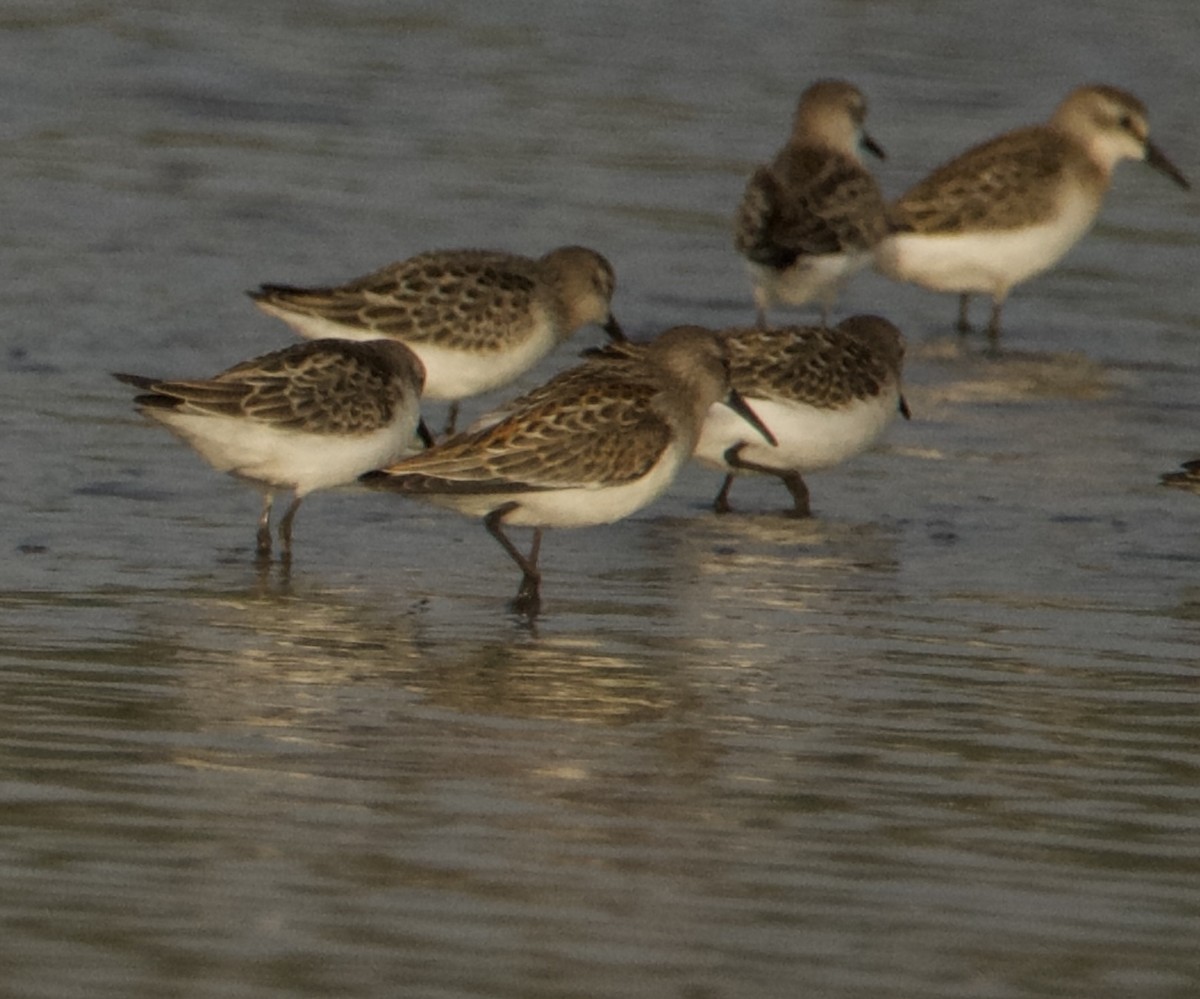Western Sandpiper - ML608292533