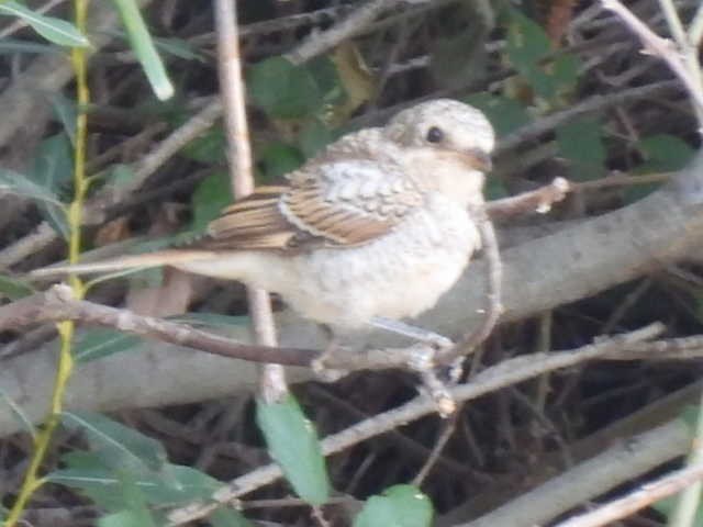 Woodchat Shrike - Chemi Ibáñez de la Fuente