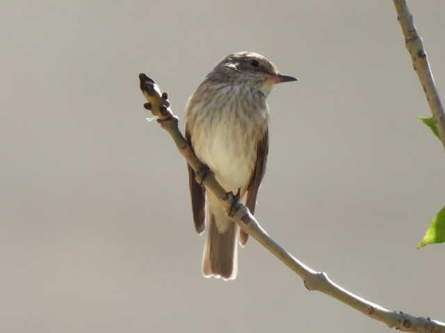 Spotted Flycatcher - ML608292754