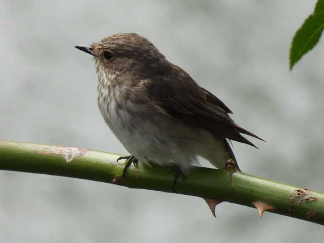 Spotted Flycatcher - ML608292755